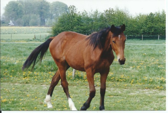 PETILLANTE DU LOIR